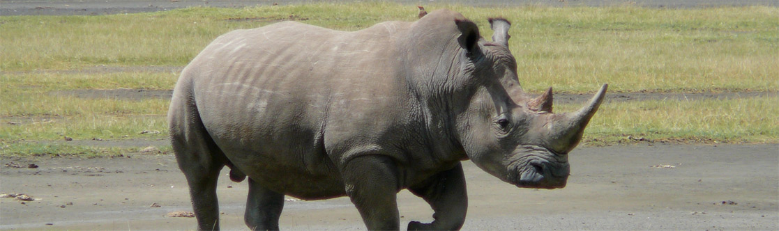 Resolution Health Ride the Rhino close to Big Bay Self Catering Accommodation Apartments